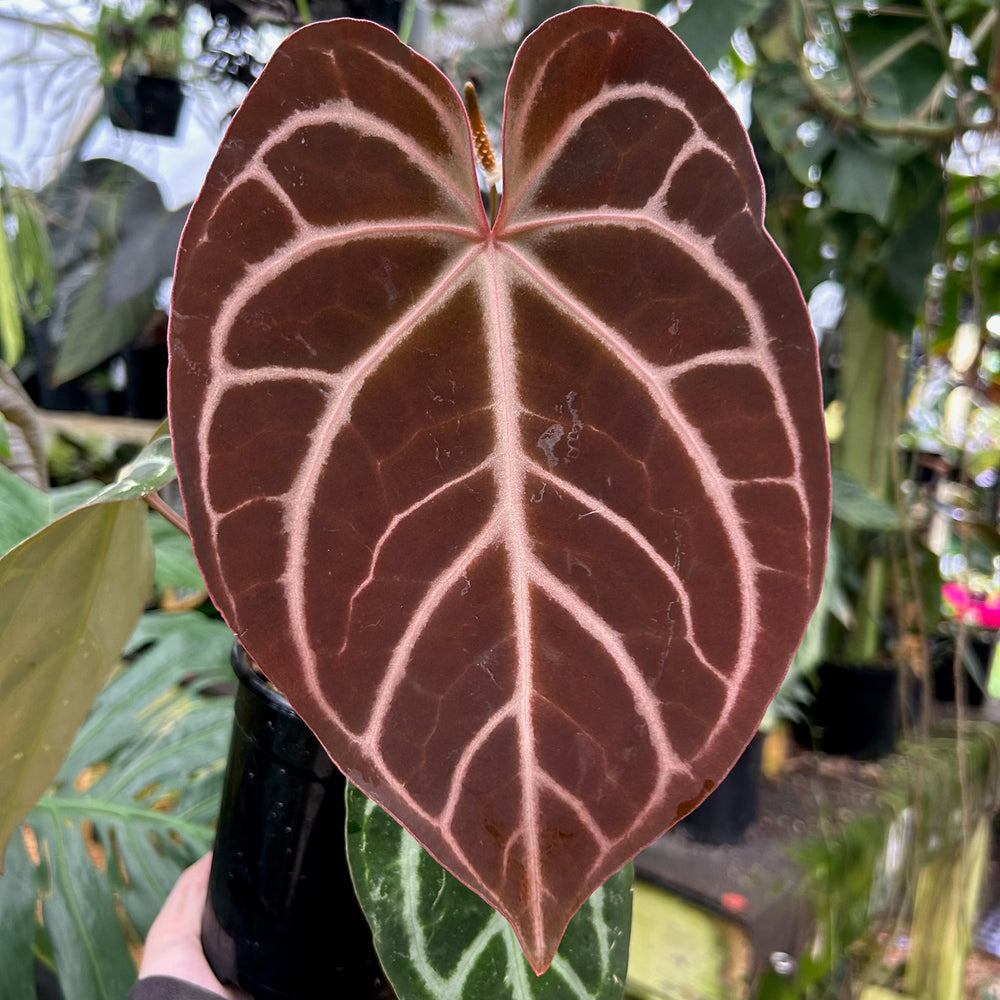 [W089] Anthurium (ctystallinum x magnificum) Tezula Select x carlablackae