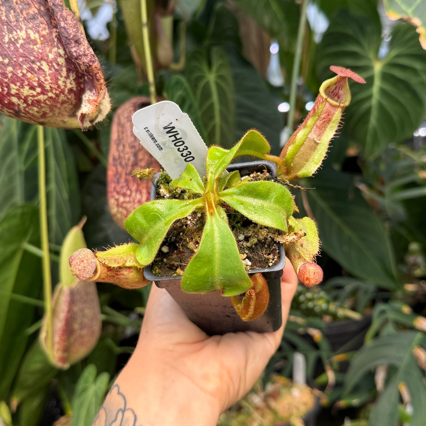 WH0330 Nepenthes veitchii ((m) grex #2 x 'Candy Dreams'), CAR-0843	(M)