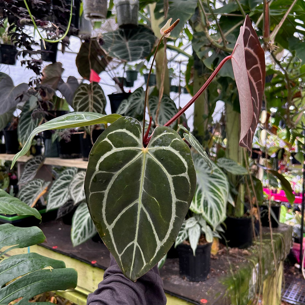 
                      
                        [W089] Anthurium (ctystallinum x magnificum) Tezula Select x carlablackae
                      
                    