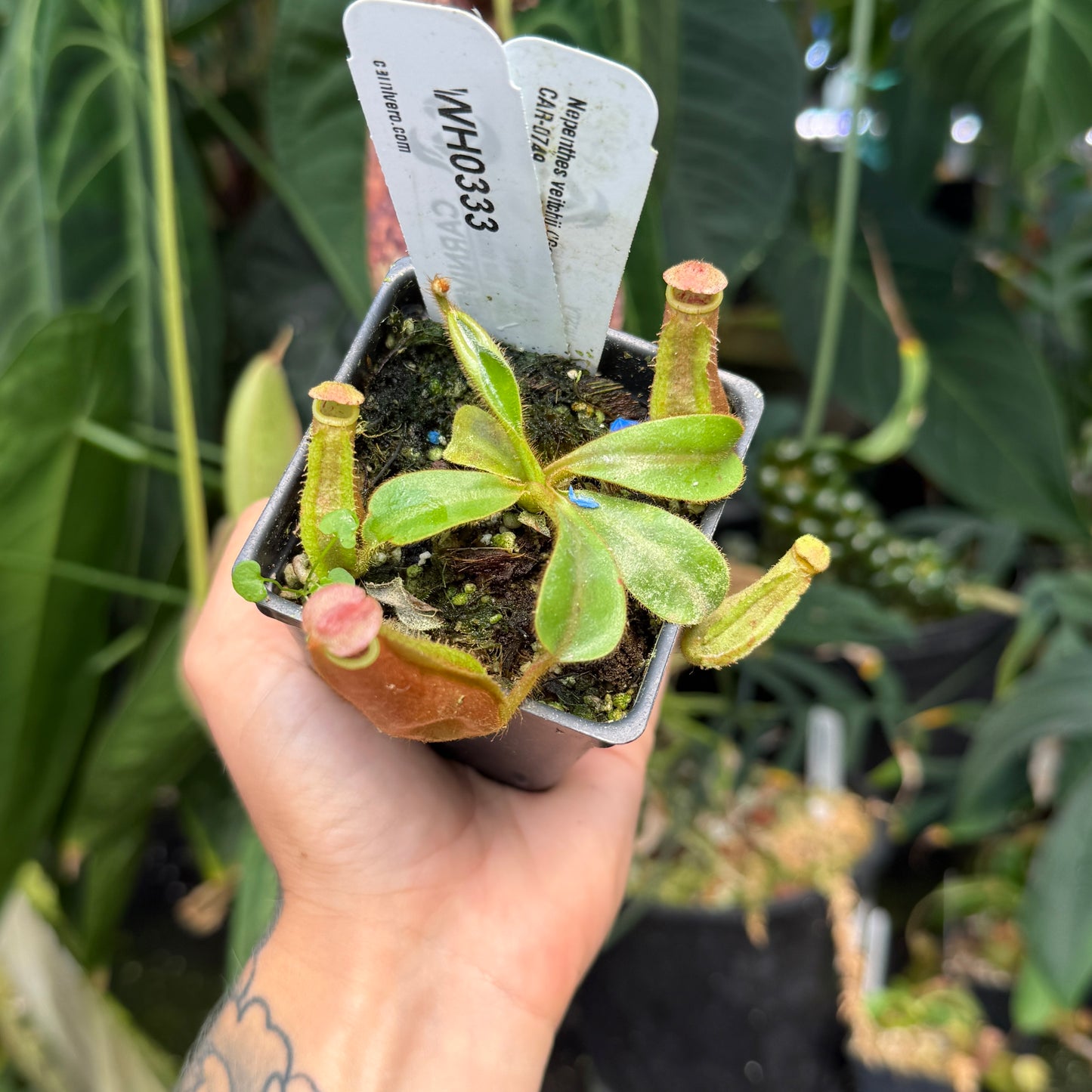 WH0333	Nepenthes veitchii ('Geoff Wong' x BE-3734), CAR-0749 (S)