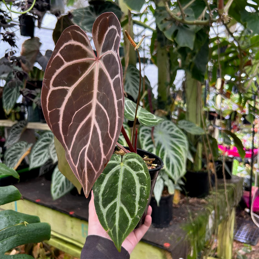 [W089] Anthurium (ctystallinum x magnificum) Tezula Select x carlablackae