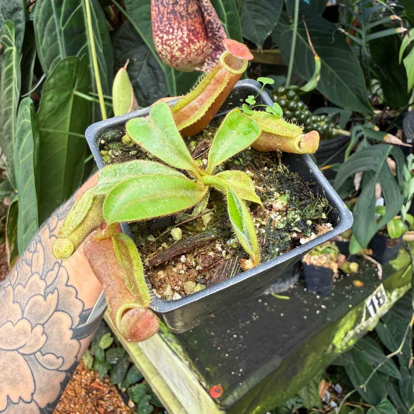 WH0333	Nepenthes veitchii ('Geoff Wong' x BE-3734), CAR-0749 (S)