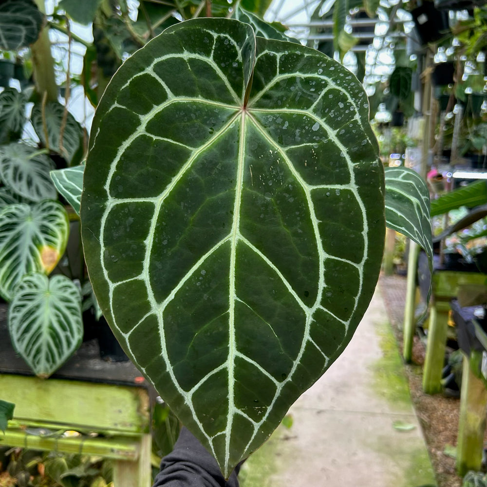 [W090] Anthurium crystallinum x (Zara x Michelle) Twin