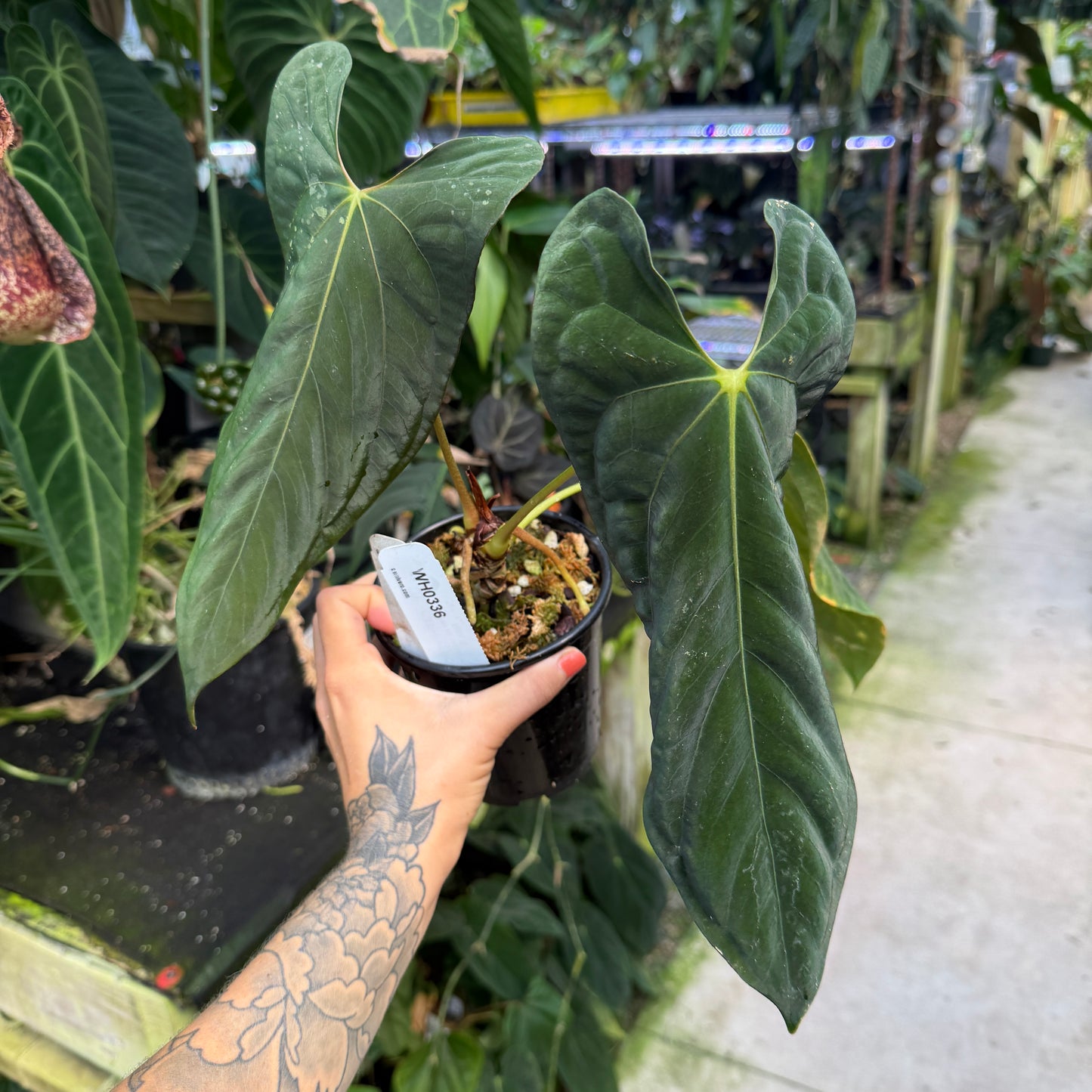 WH0336	Anthurium papillilaminum [(FS x RL) x Doc Block]	(M) (Q)
