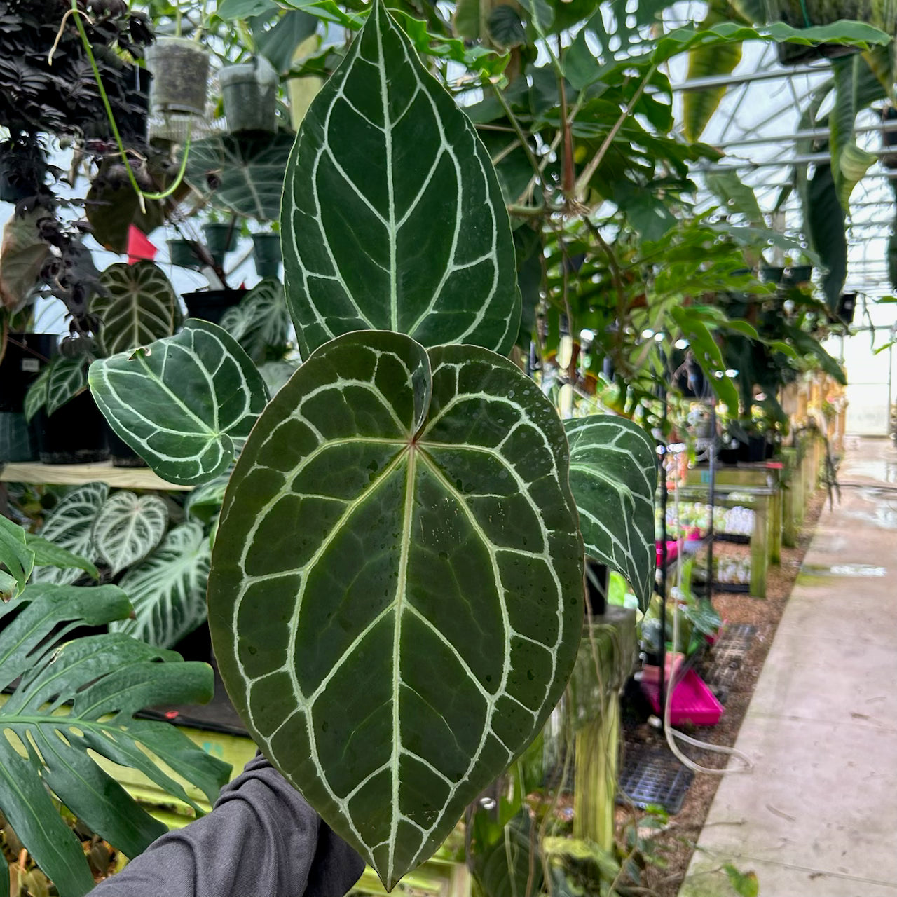 [W090] Anthurium crystallinum x (Zara x Michelle) Twin