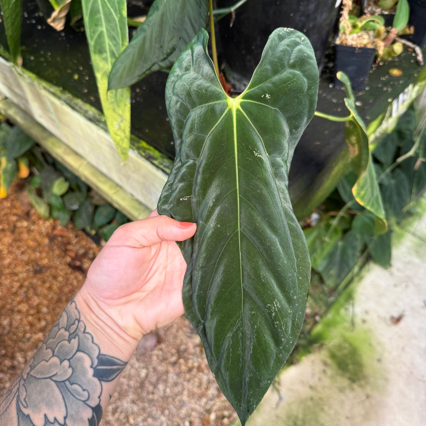 WH0336	Anthurium papillilaminum [(FS x RL) x Doc Block]	(M) (Q)
