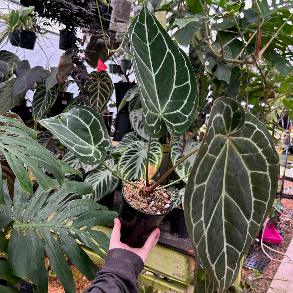 
                      
                        [W090] Anthurium crystallinum x (Zara x Michelle) Twin
                      
                    