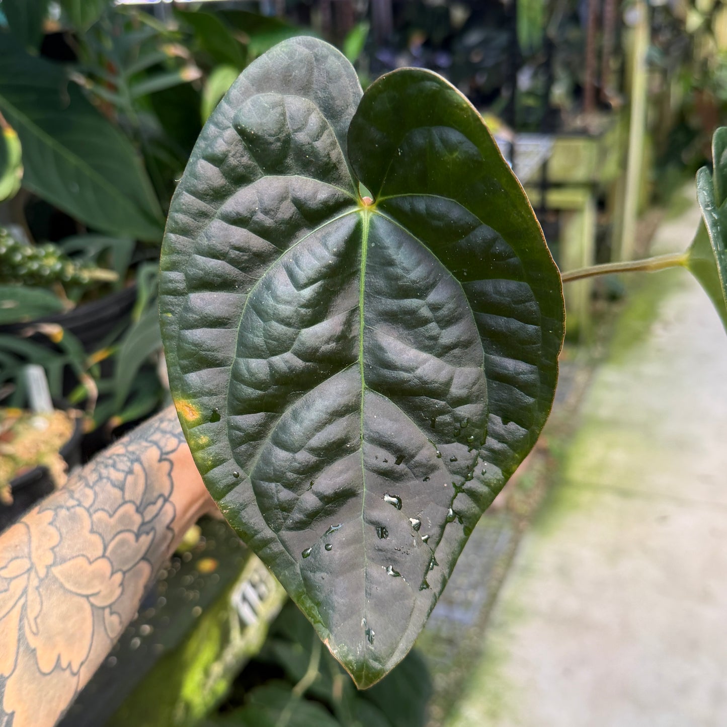 WH0343 Anthurium (carlablackiae - Erica Garcia) x luxurians (M)