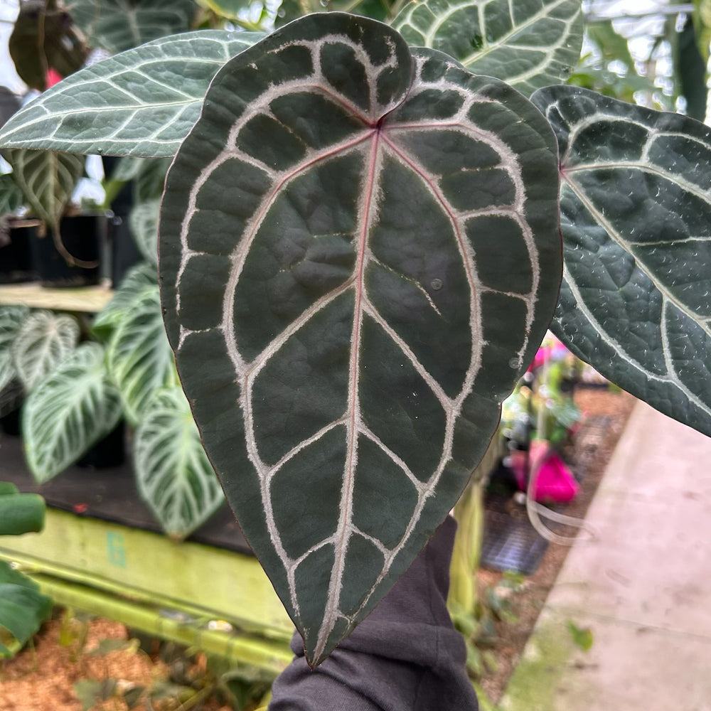 [W091] Anthurium Doc Block x (Zara x Michelle) Purple