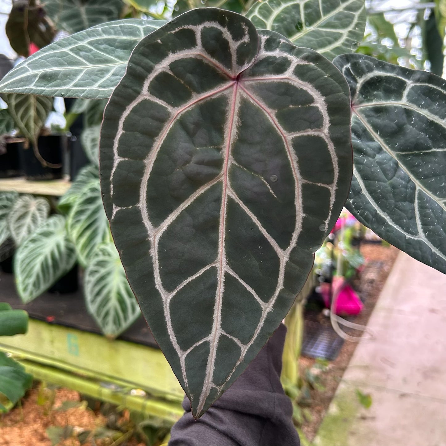 [W091] Anthurium Doc Block x (Zara x Michelle) Purple