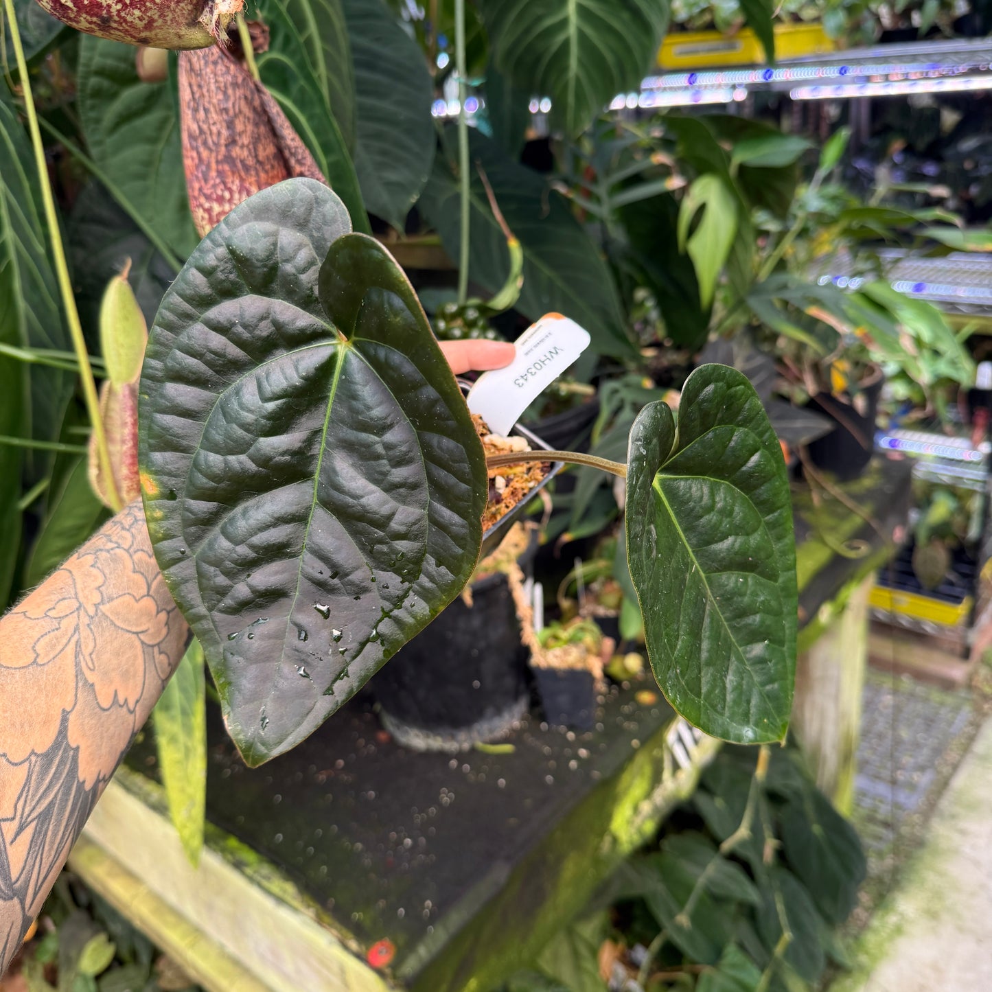 WH0343 Anthurium (carlablackiae - Erica Garcia) x luxurians (M)