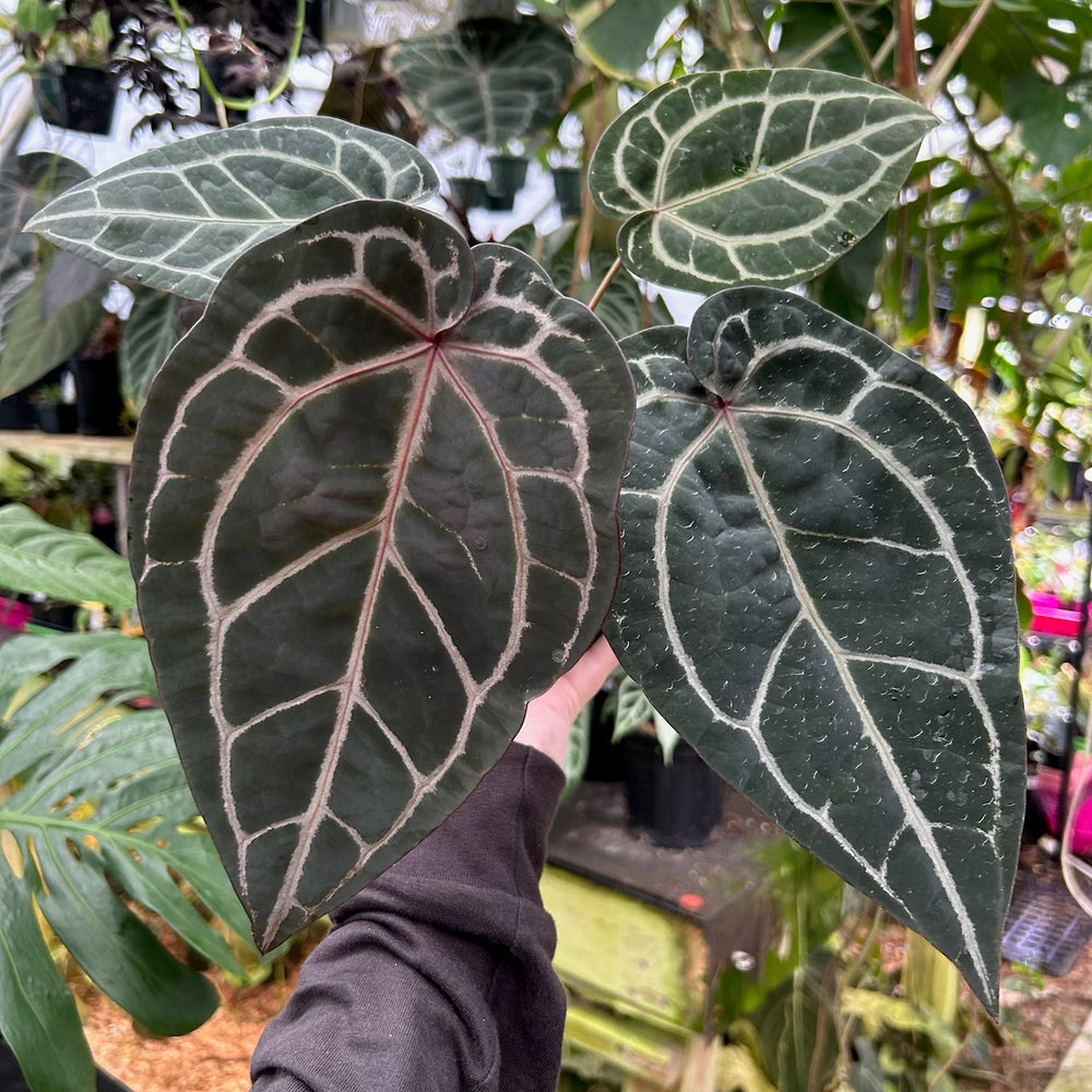 [W091] Anthurium Doc Block x (Zara x Michelle) Purple