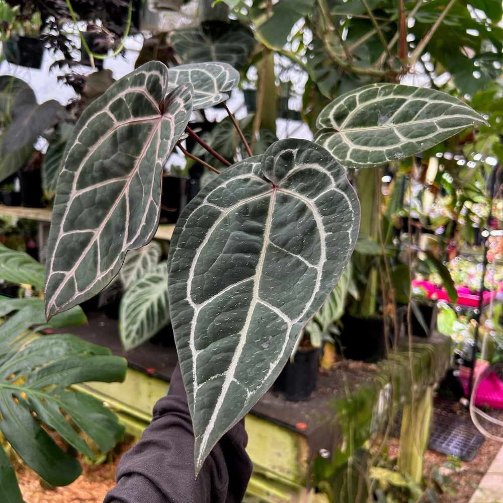 
                      
                        [W091] Anthurium Doc Block x (Zara x Michelle) Purple
                      
                    