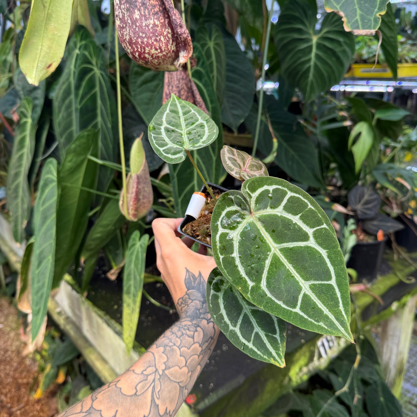 WH0337	Anthurium (dorayaki x 'Dreamweaver') x ('Necromancer' x 'Dreamweaver'), CAR-0540	(M)