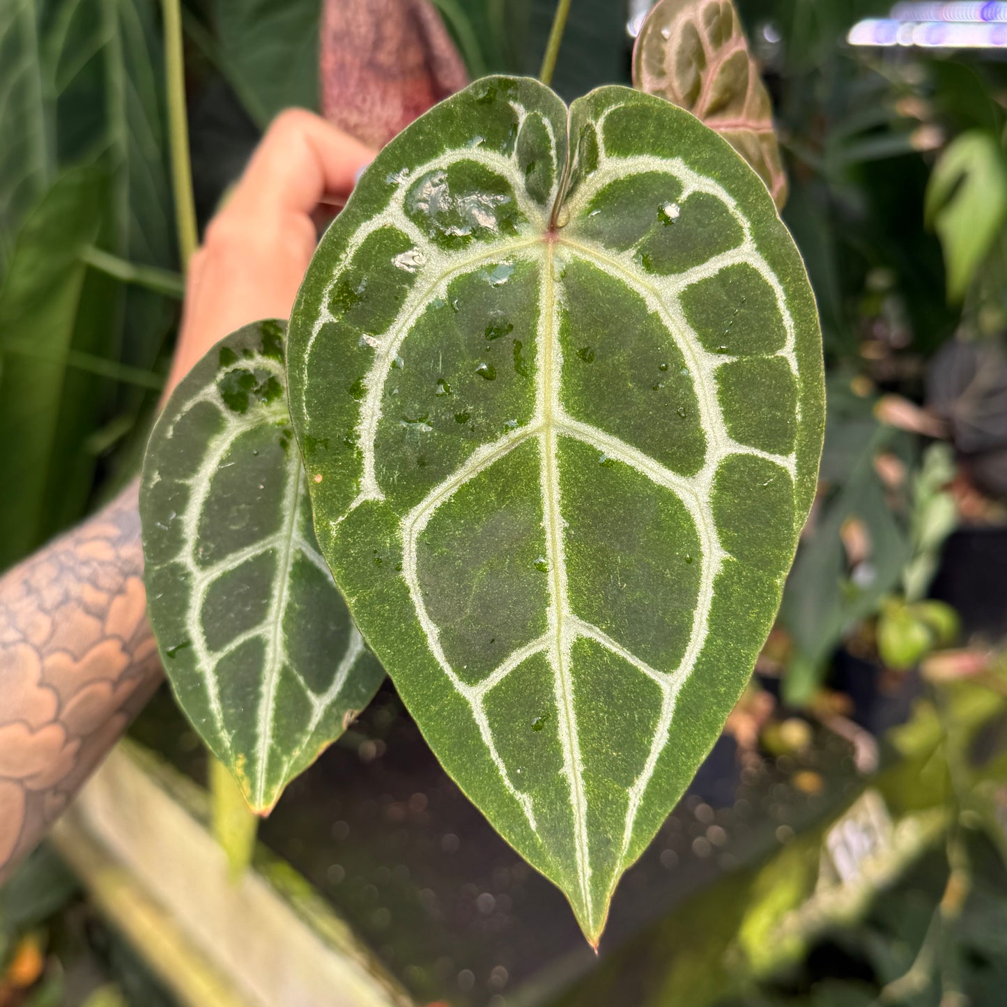 WH0337	Anthurium (dorayaki x 'Dreamweaver') x ('Necromancer' x 'Dreamweaver'), CAR-0540	(M)