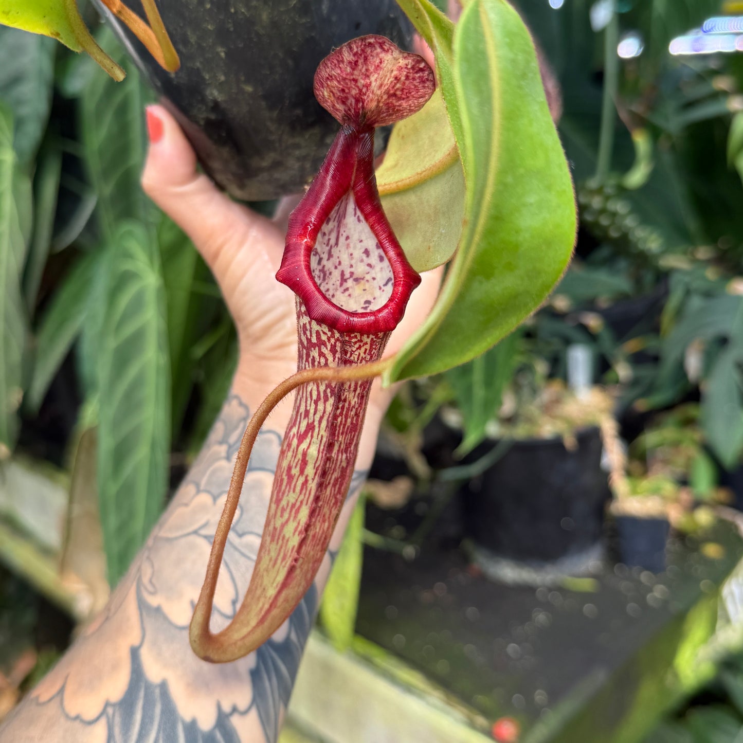 WH0341 Nepenthes  [(lowii x veitchii) x boschiana] x platychila (L) (Q)