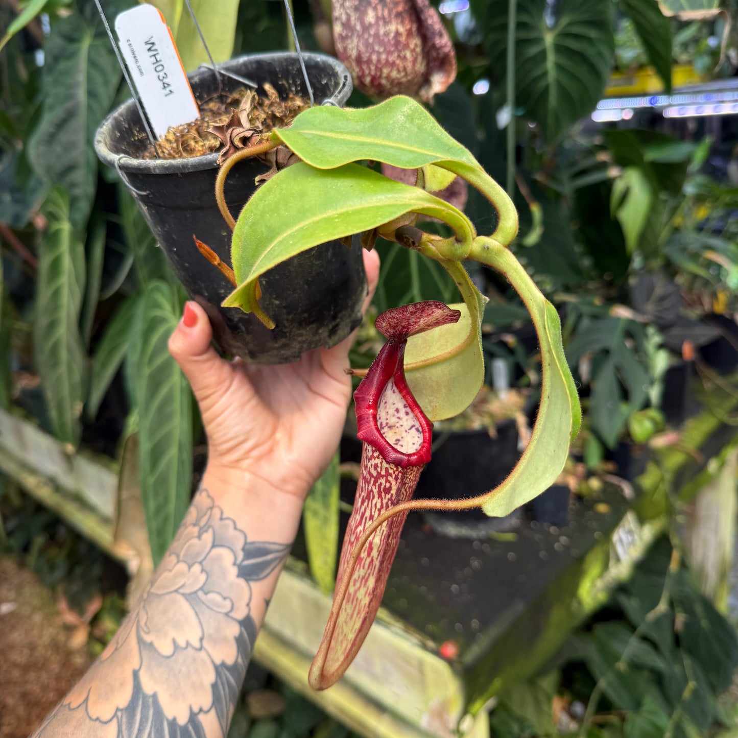 WH0341 Nepenthes  [(lowii x veitchii) x boschiana] x platychila (L) (Q)