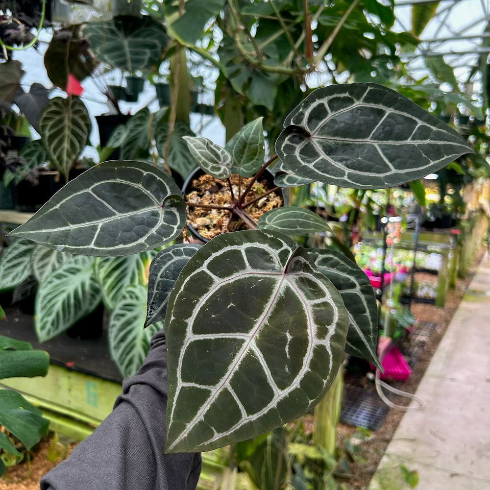 [W094] Anthurium Wonderboy (a x pink) x Red Crystallinum