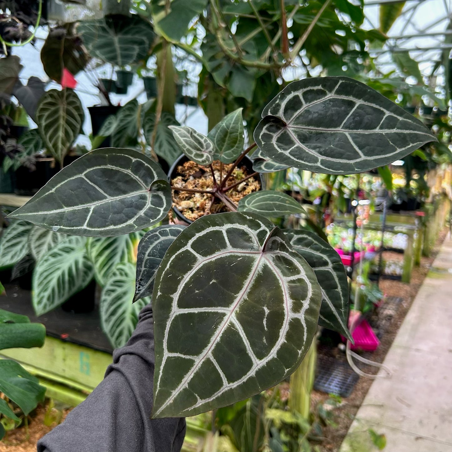 [W094] Anthurium Wonderboy (a x pink) x Red Crystallinum