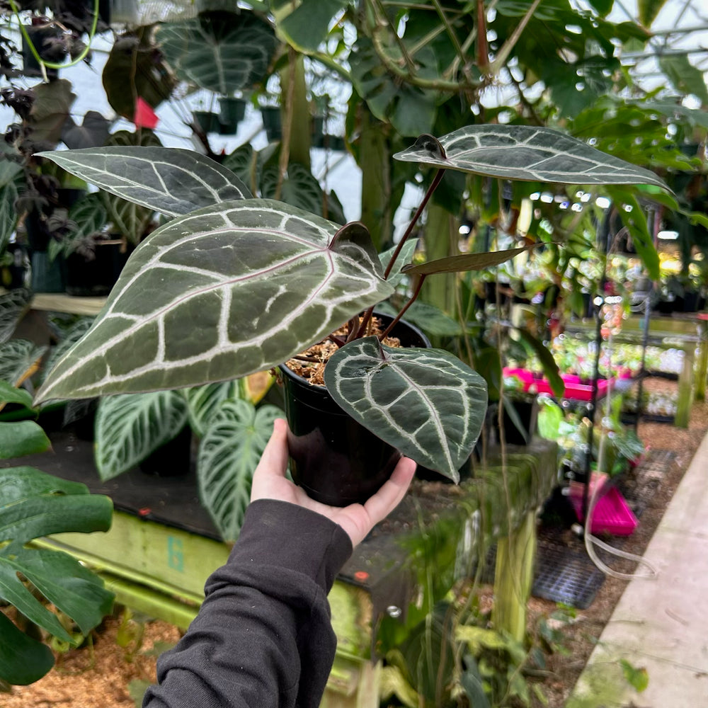 
                      
                        [W091] Anthurium Doc Block x (Zara x Michelle) Purple
                      
                    