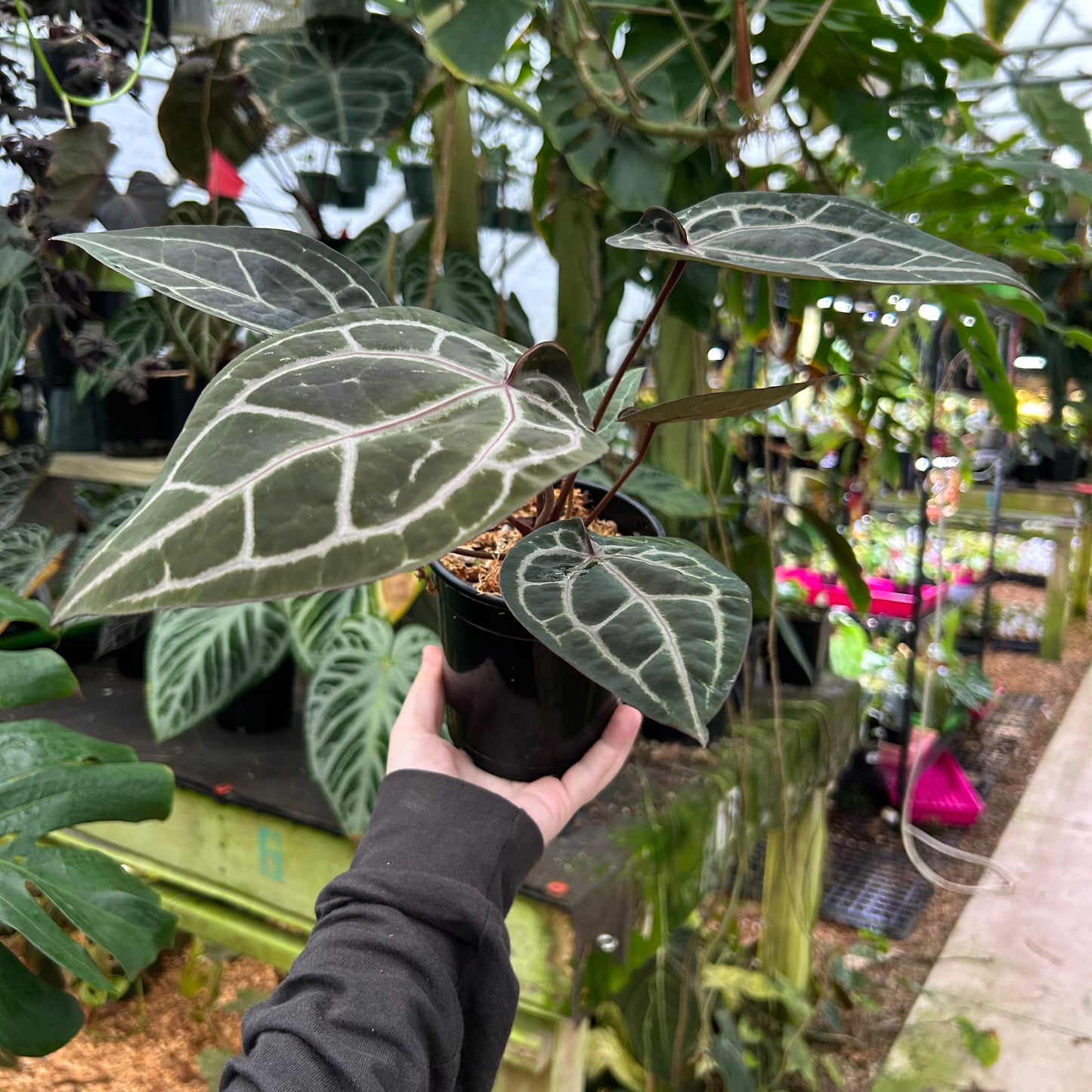 [W094] Anthurium Wonderboy (a x pink) x Red Crystallinum