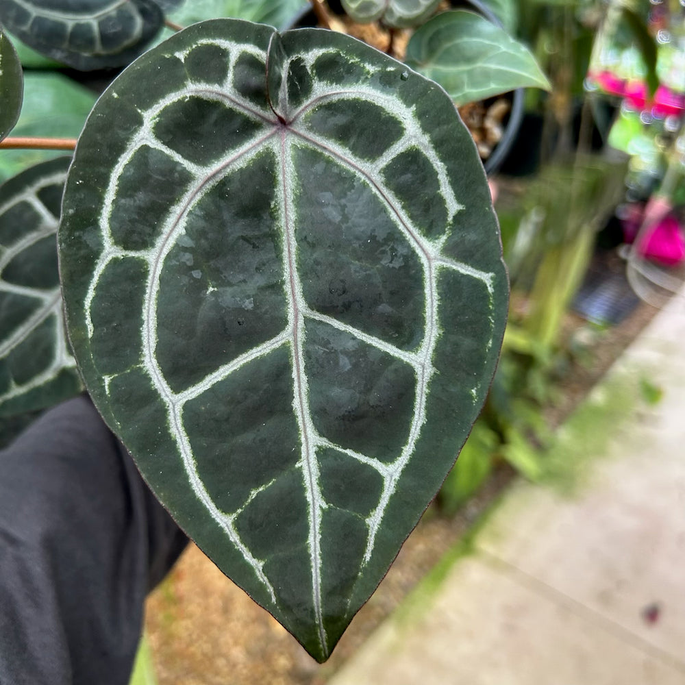 
                      
                        [W094] Anthurium Wonderboy (a x pink) x Red Crystallinum
                      
                    