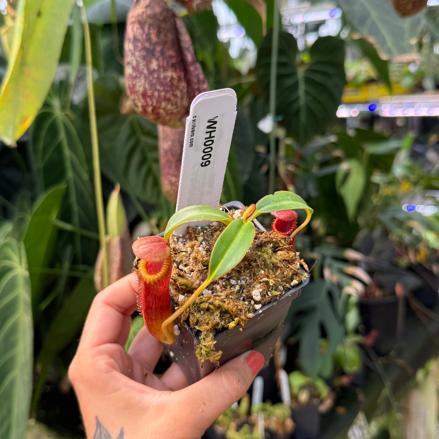 WH0009 Nepenthes edwardsiana (Tamb.) clone 2	(S)