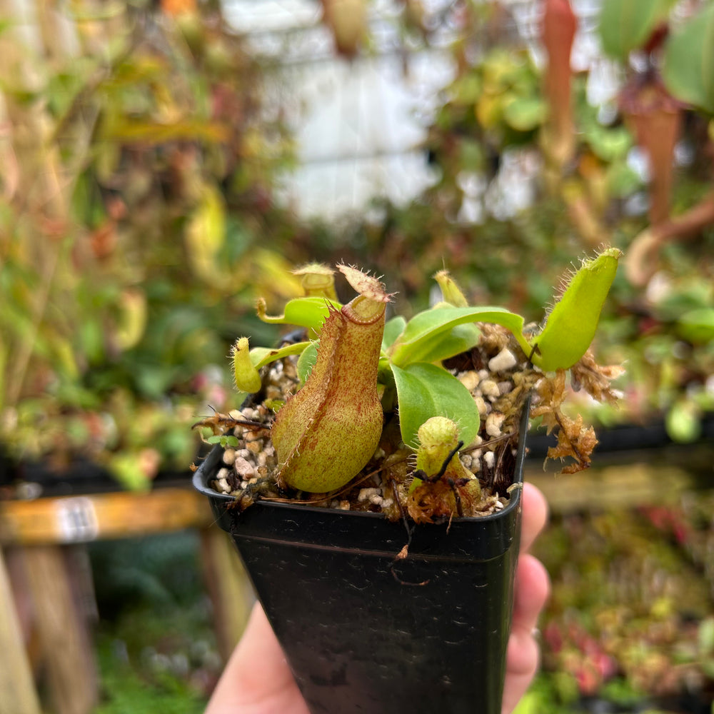 Nepenthes ventricosa (k) x truncata (d)- wide peristome, CAR-0665