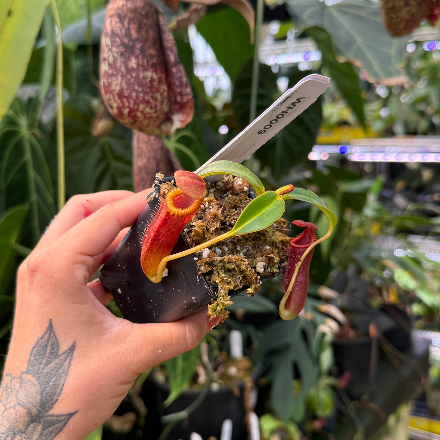 WH0009 Nepenthes edwardsiana (Tamb.) clone 2	(S)