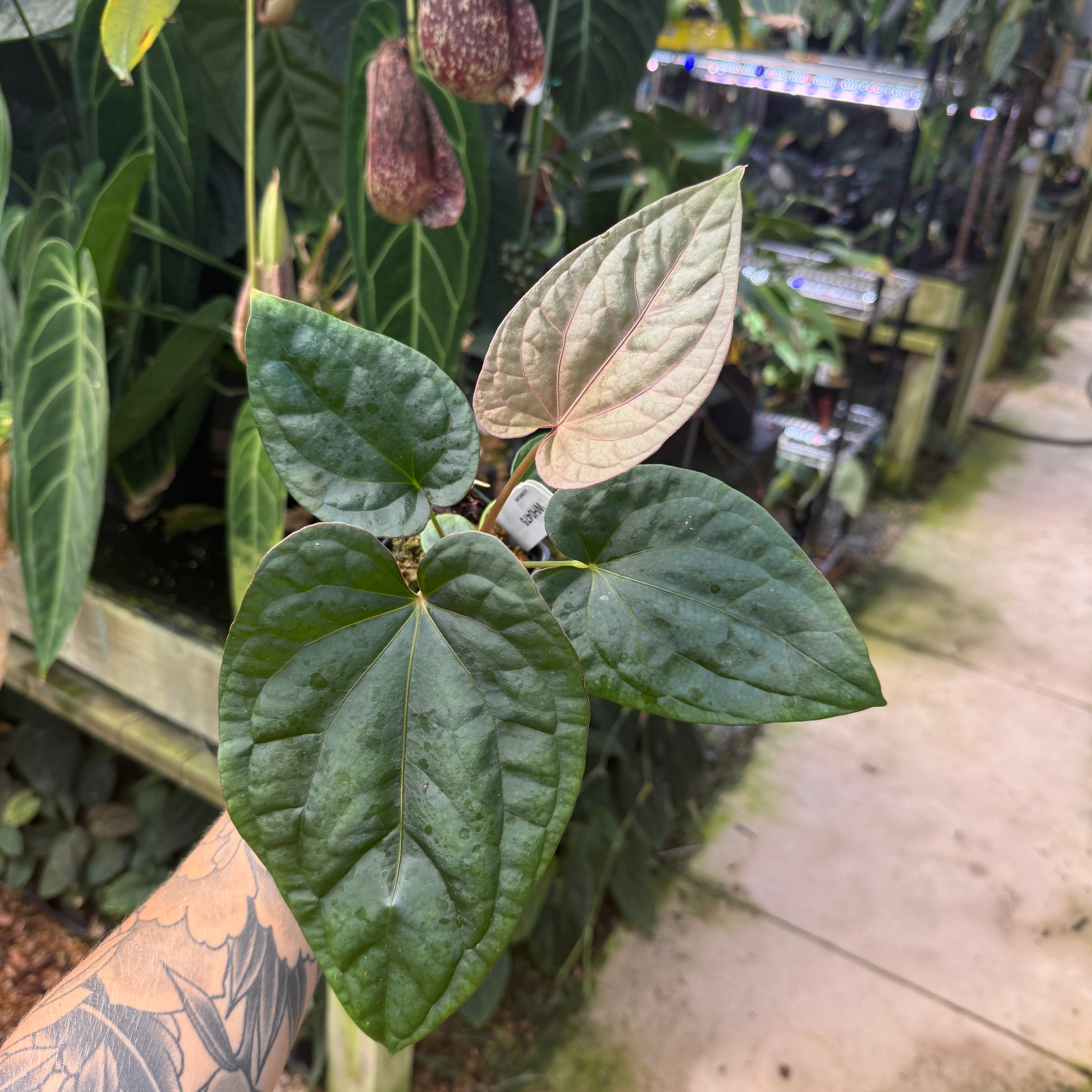 WH0475 Anthrium (antolakii x carlablackiae) x debilis, CAR-1132 (M