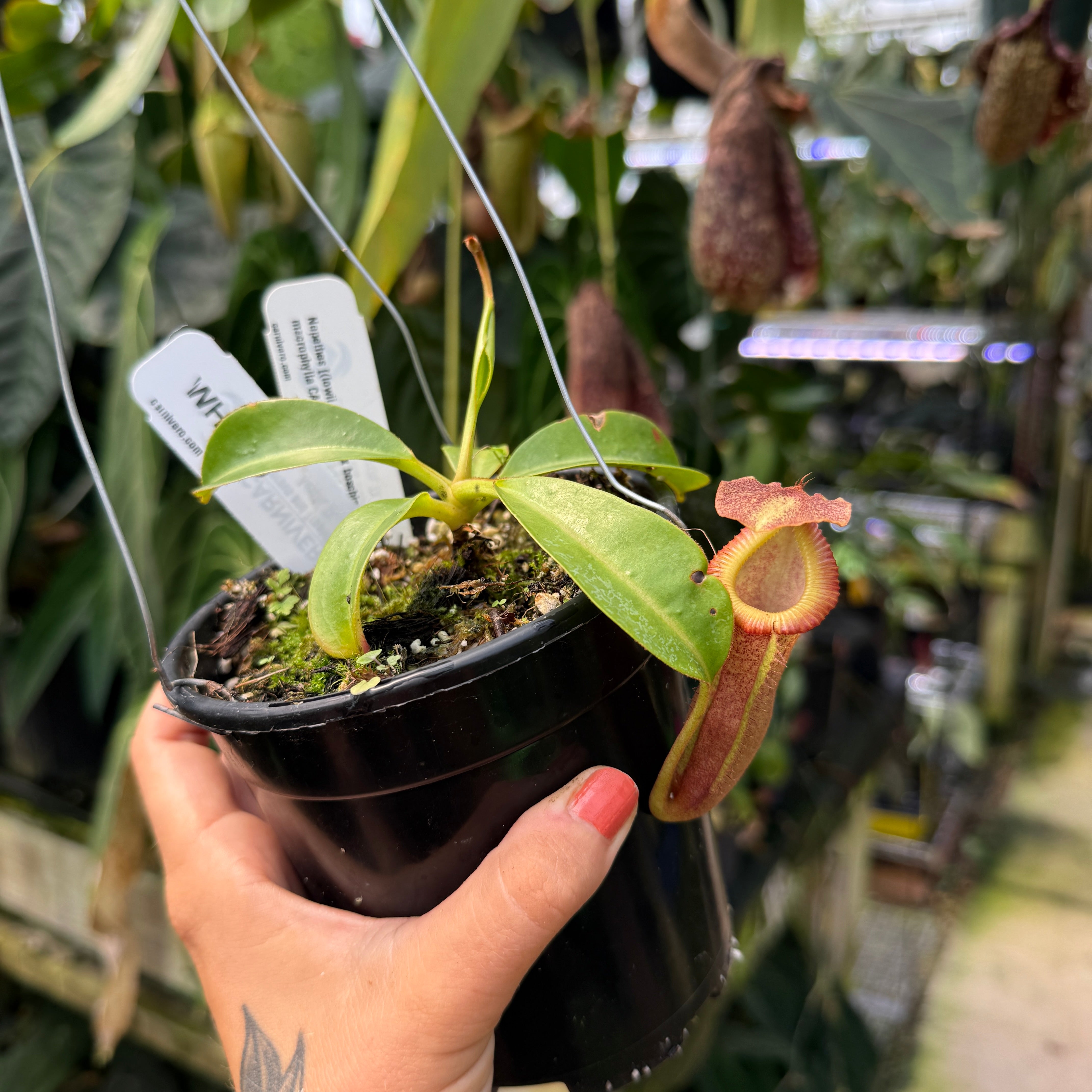 WH0469 Nepenthes [(lowii x veitchii) x boschiana] x macrophylla