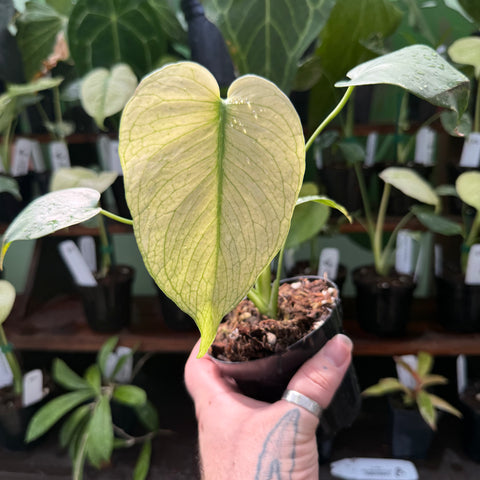 Creamy pale Monstera deliciosa White Monster leaf with bright green veins held in a hand