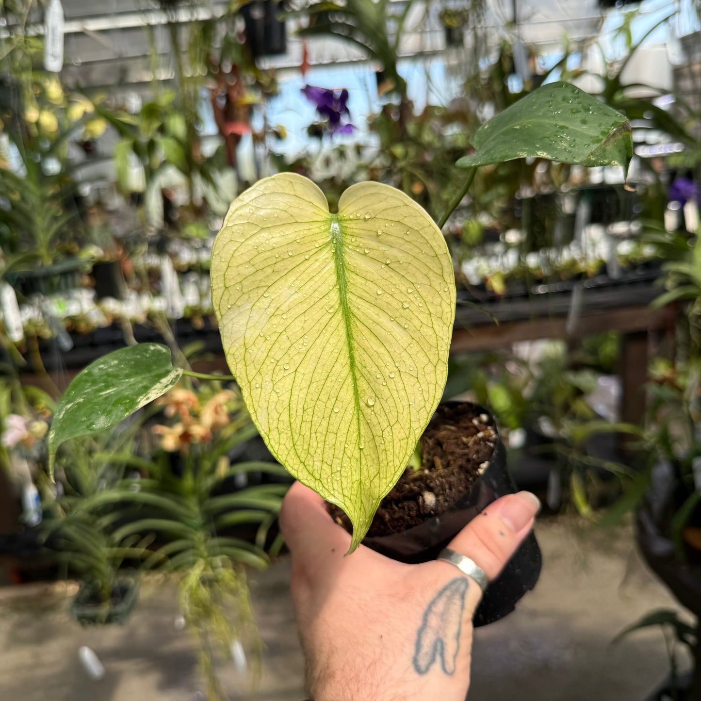 Monstera deliciosa “White Monster”