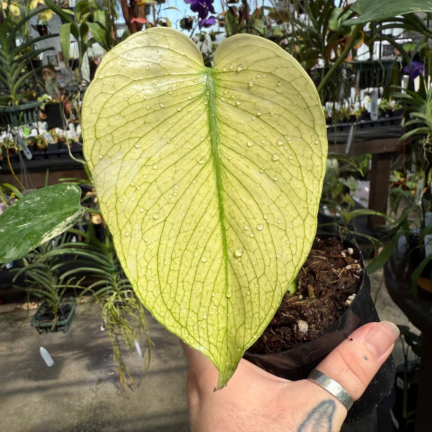 Monstera deliciosa “White Monster” – Carnivero Monstera deliciosa “White Monster” – Carnivero