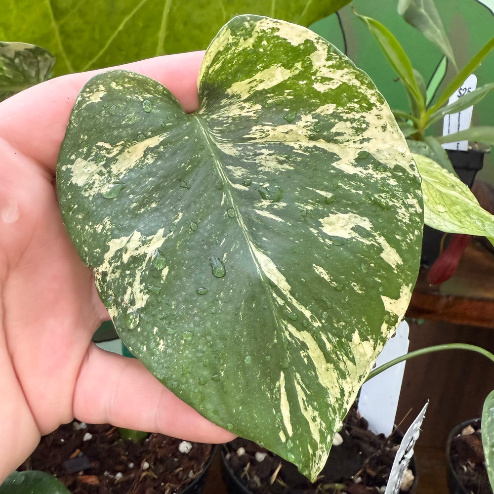 
                      
                        Monstera deliciosa “White Monster”
                      
                    