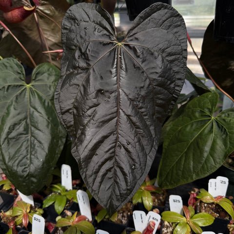 Dark glossy heart shaped Anthurium Queen of Hearts leaf with pale veins