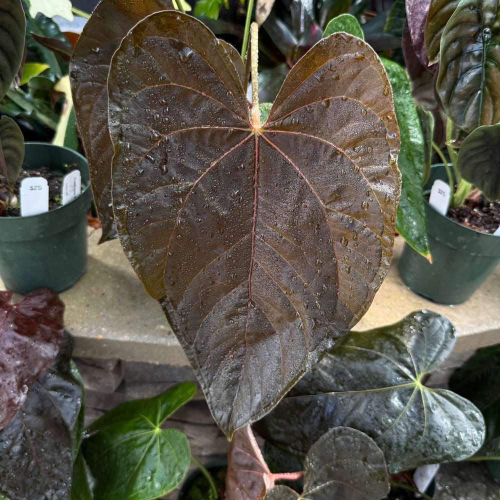 
                      
                        Anthurium 'Queen of Hearts'
                      
                    