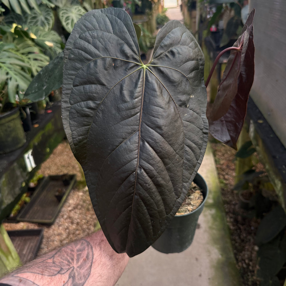 anthurium blk queen Anthurium 'Queen of Hearts' – Carnivero