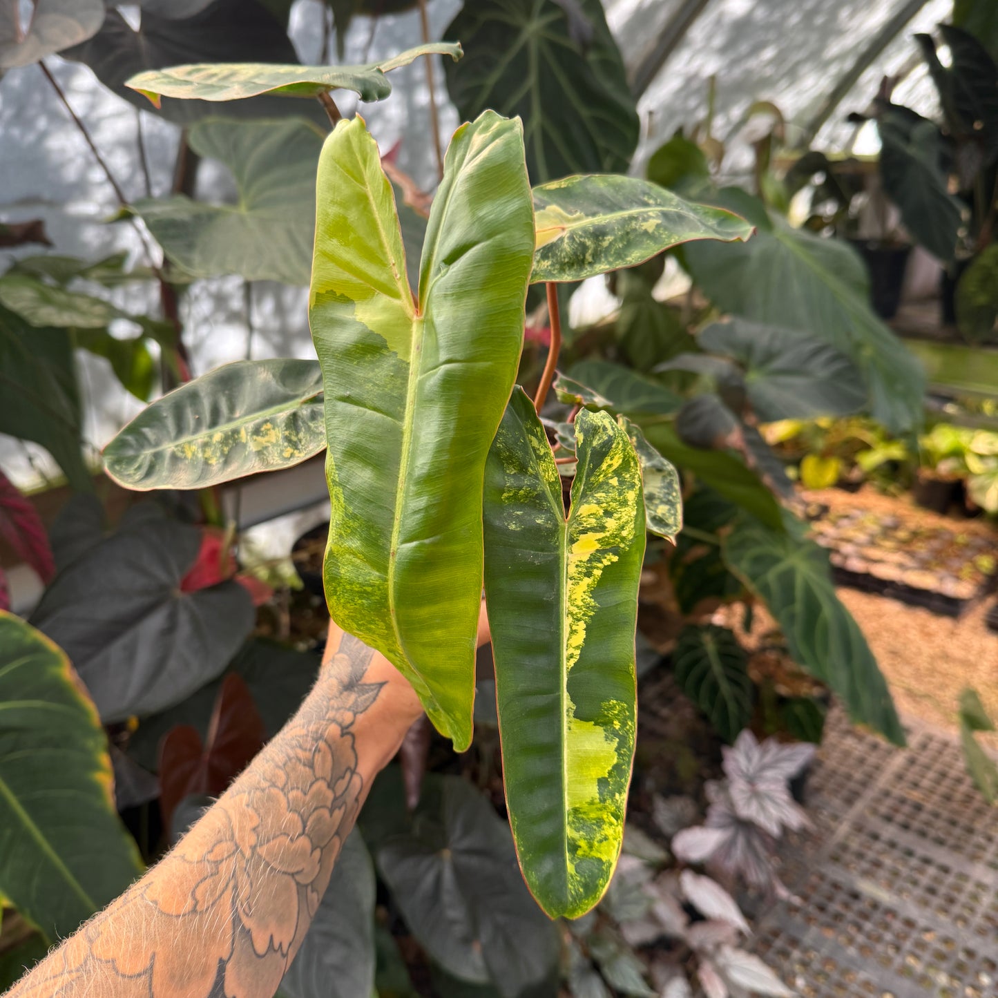 Philodendron billietiae variegated