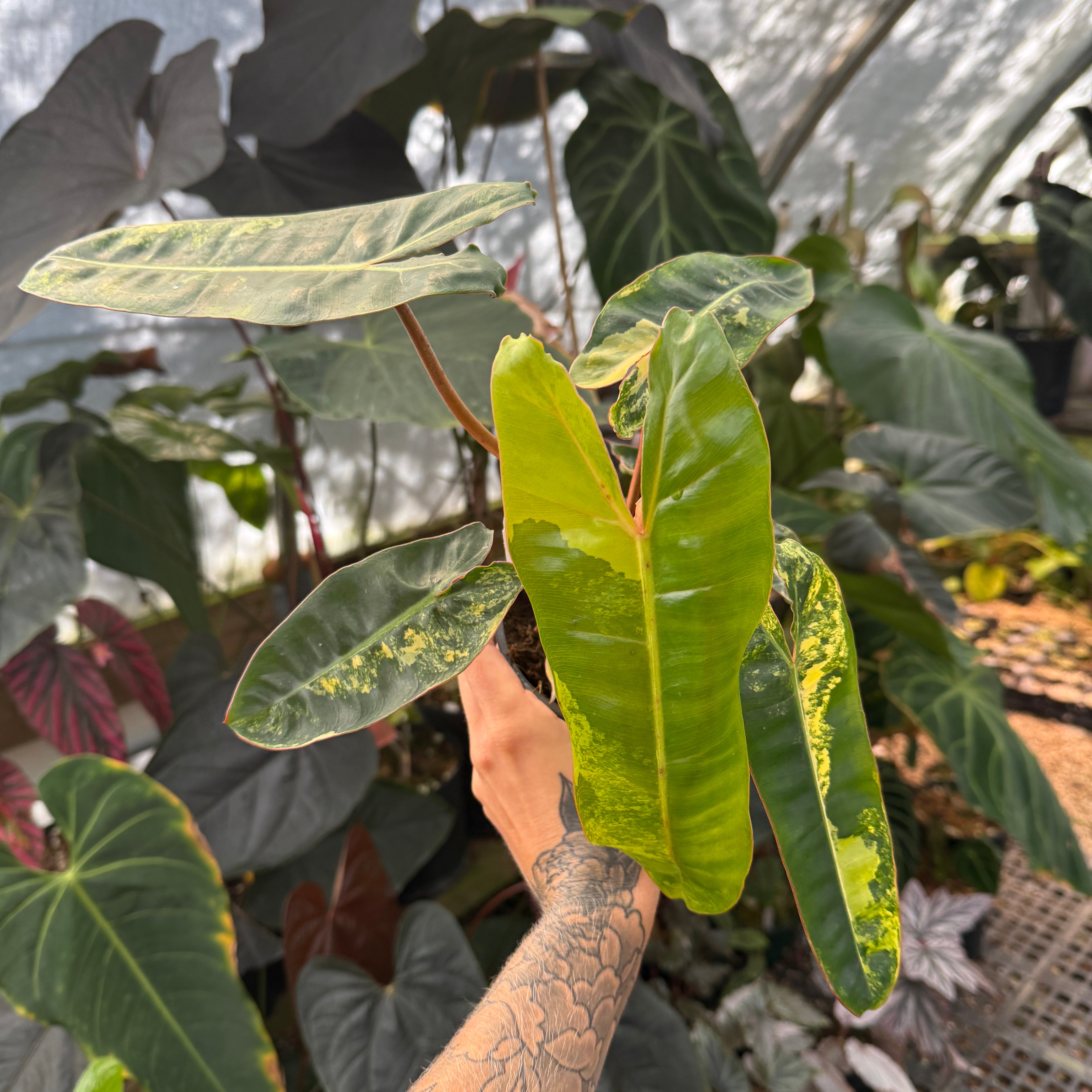 Philodendron billietiae variegated – Carnivero