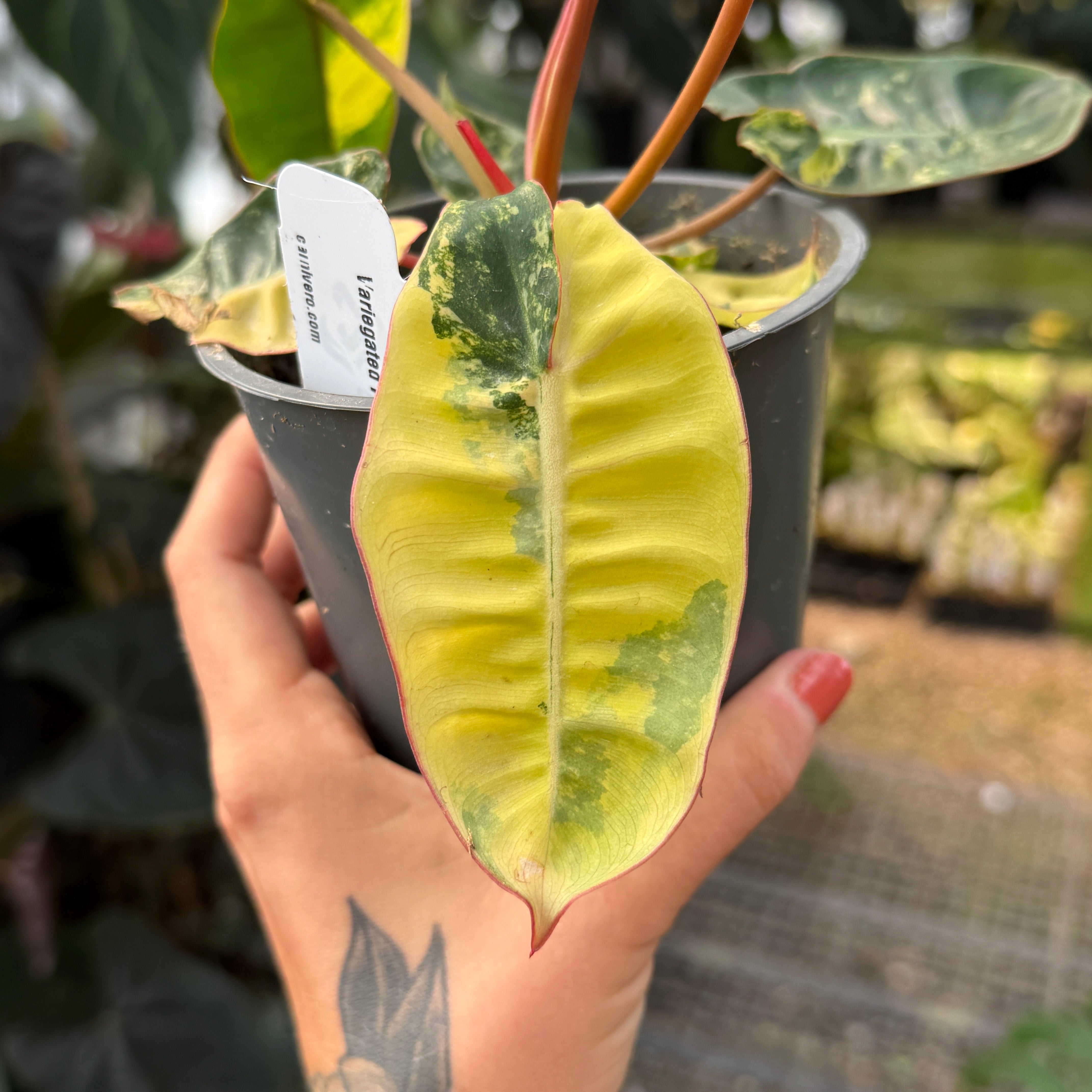 特大　Philodendron Billietiae　斑入り　カット苗 Philodendron billietiae variegated – Carnivero