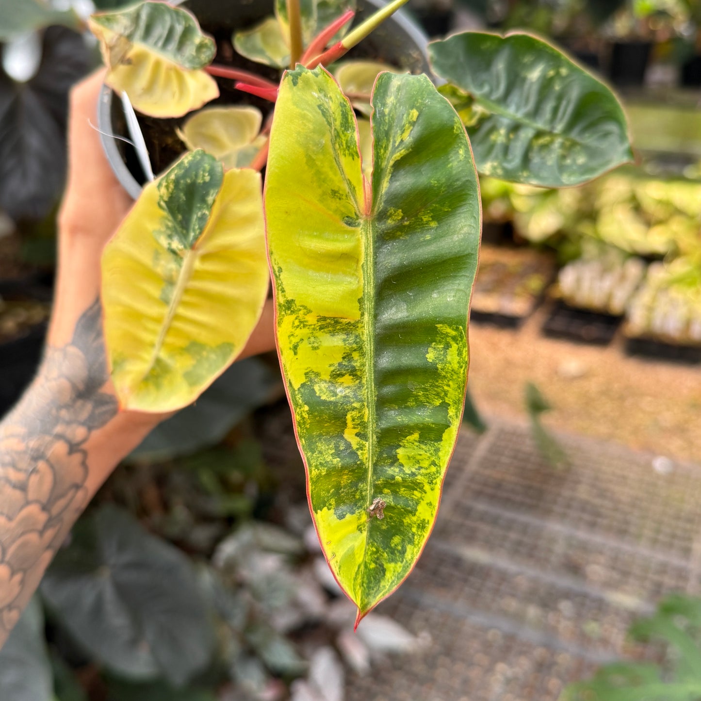 Philodendron billietiae variegated