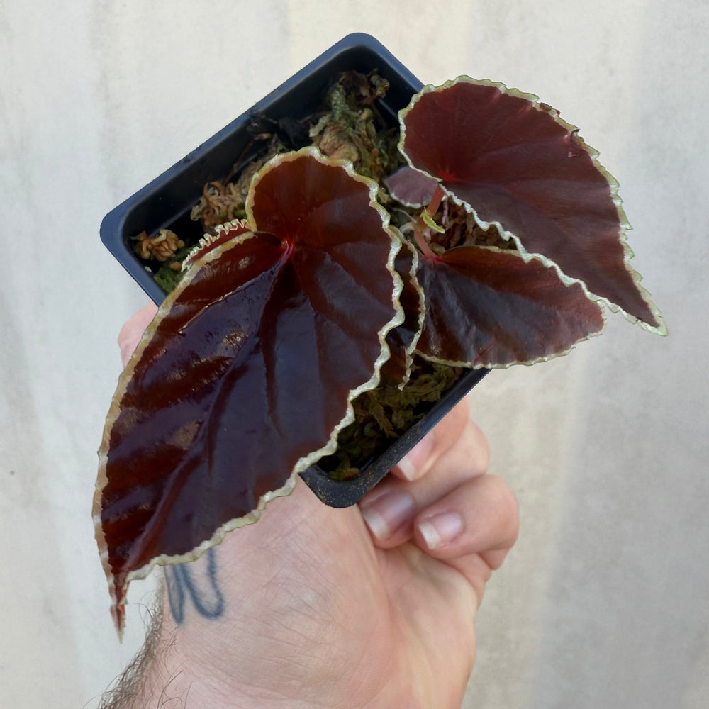 Carnivero Auction