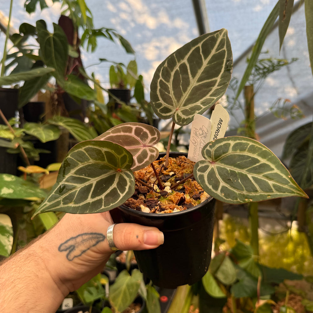[MDR055] Early Anthurium NSE red crystallinum
