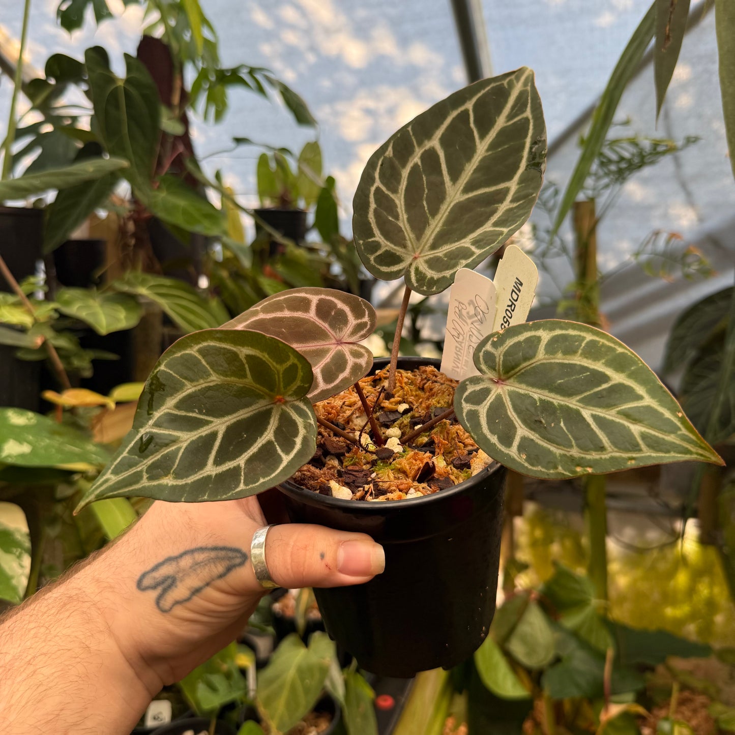 [MDR055] Early Anthurium NSE red crystallinum
