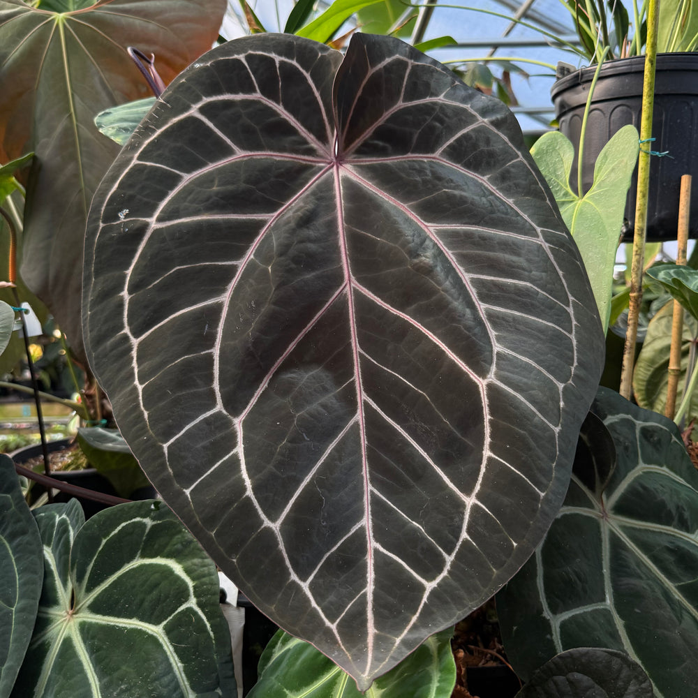 [MDR055] Early Anthurium NSE red crystallinum