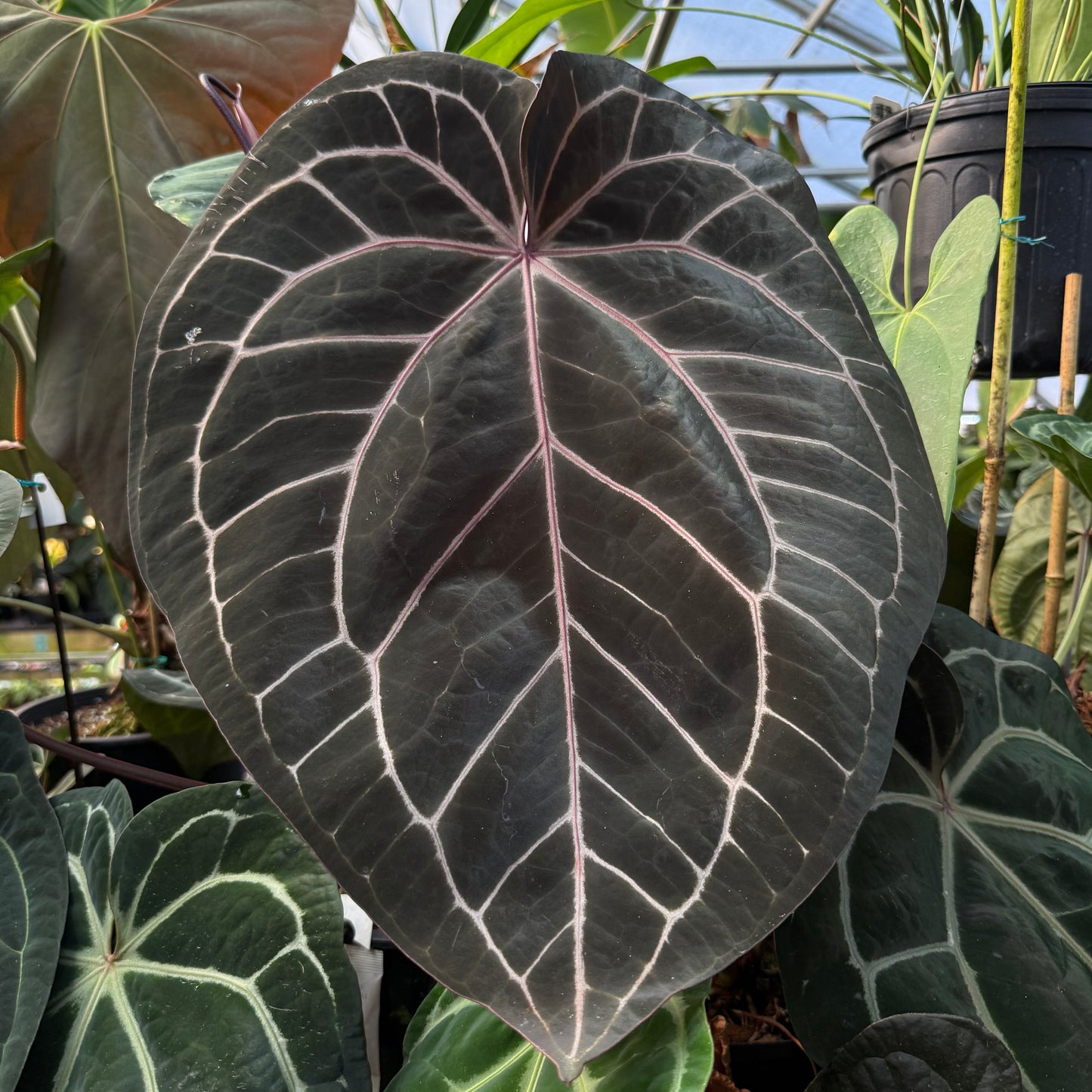 [MDR055] Early Anthurium NSE red crystallinum