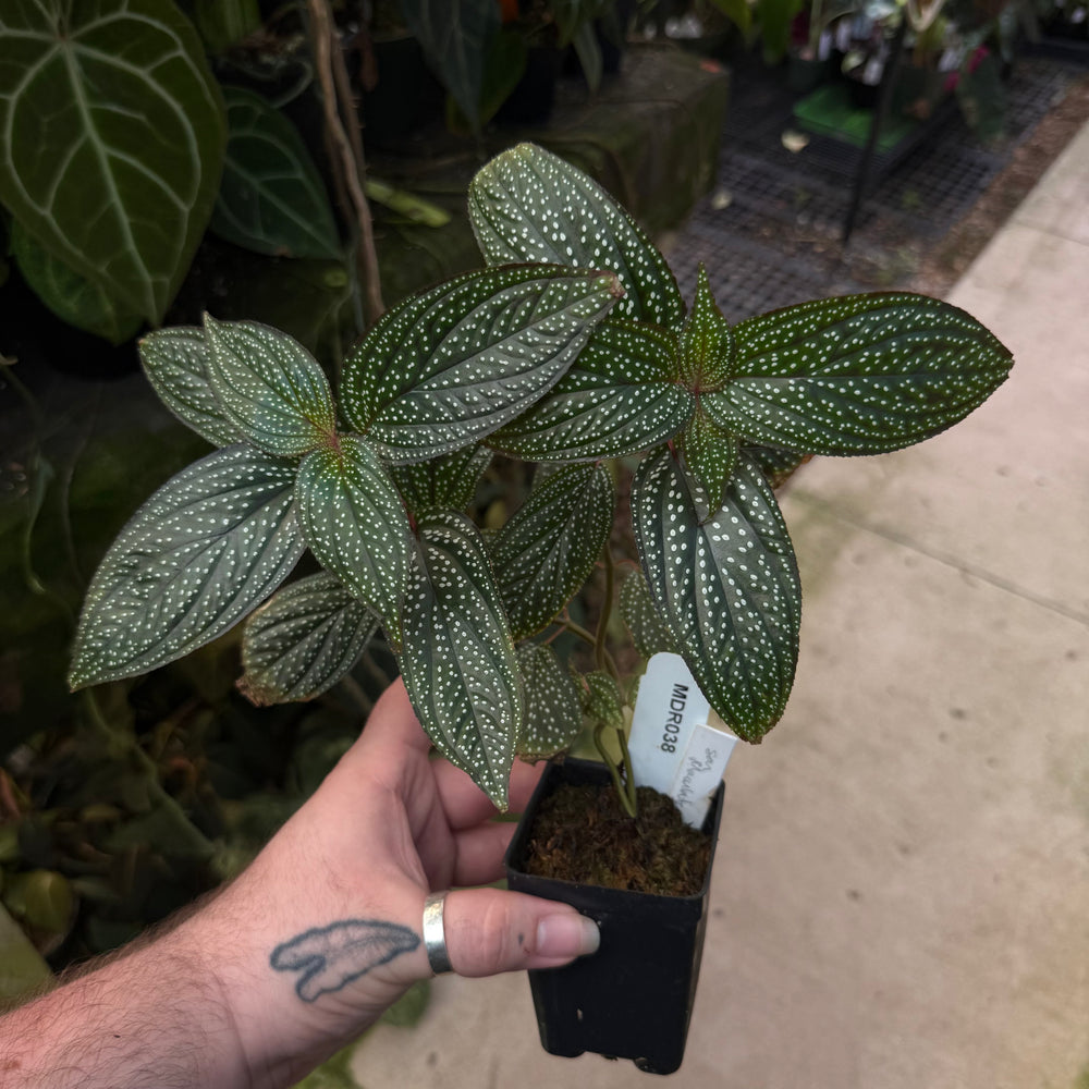 [MDR038] Sonerila maculata