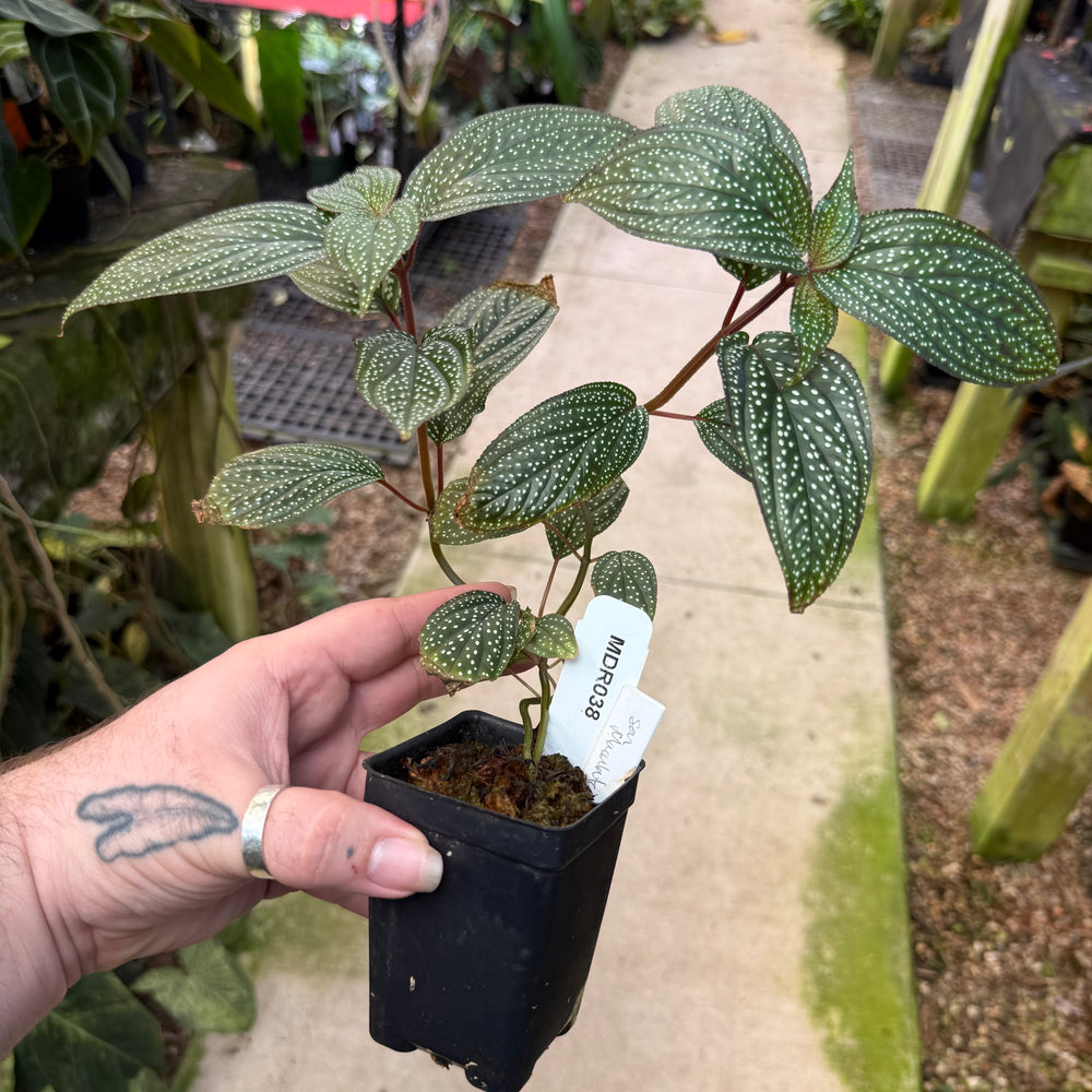 [MDR038] Sonerila maculata