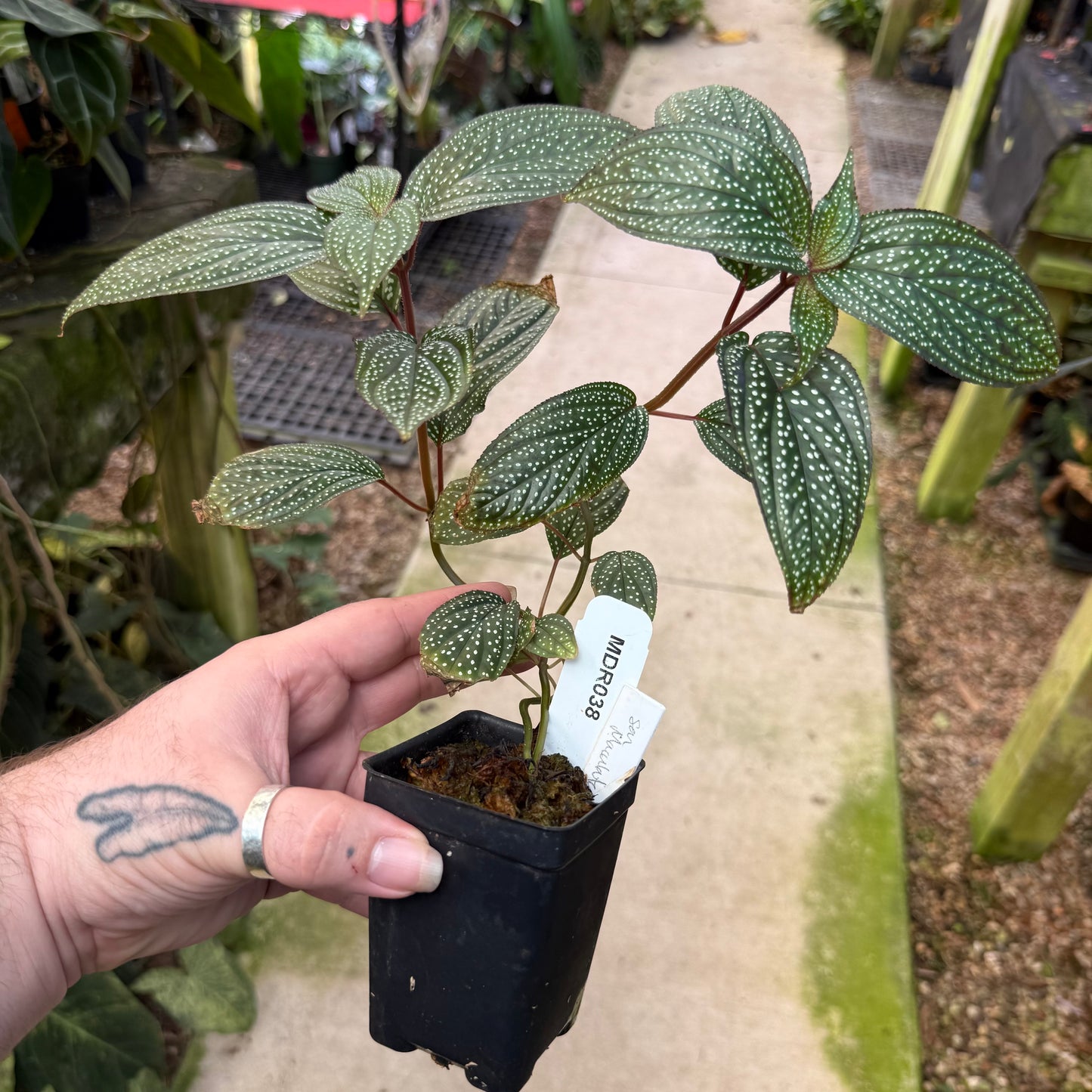 [MDR038] Sonerila maculata